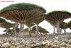 Socotra Island Tree