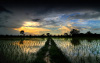 Thai Rice Fields