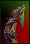 Gecko Mantis